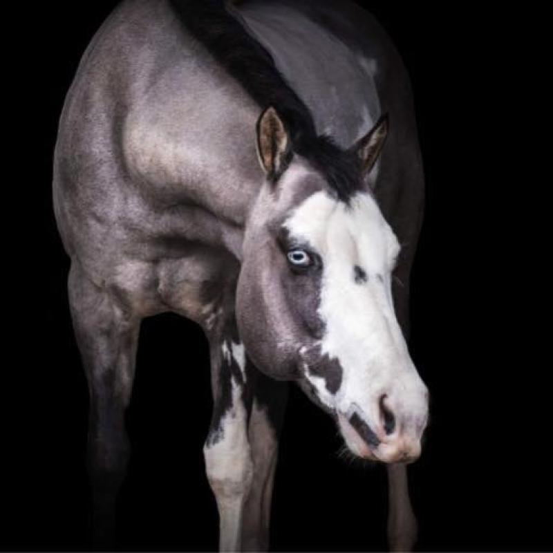 Djinn Midnight Tail