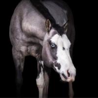 Djinn Midnight Tail