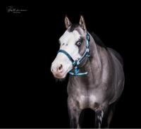 Djinn Midnight Tail